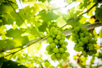 grapes with green leaves on the vine. shallow depth of field
