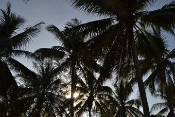 Fototapeta na wymiar palm tree in thailand near by sea