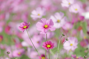 見ごろのコスモス