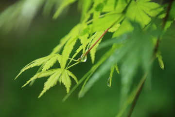 楓の葉の雫
