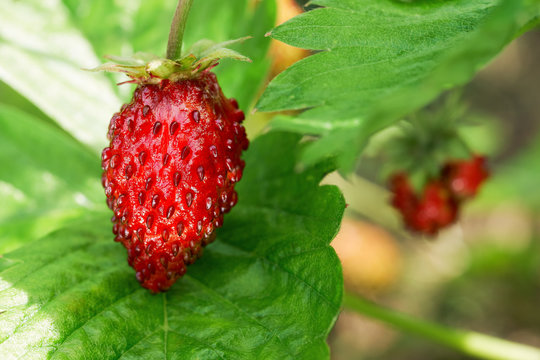 Macro photo of a tasty red ripe strawberry lit by sunlight growing on the green stem and lying on a leaf outdoors in summer, Harvest of fruits at countryside in warm summer