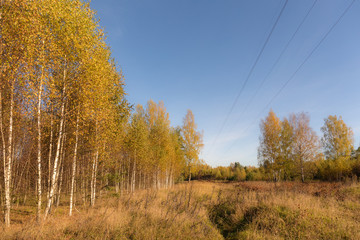landscape in a birch grove