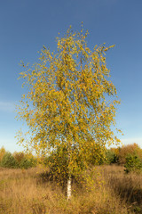 birch in the foreground