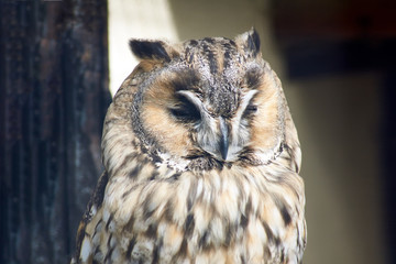 Forest owl squinting from the light. Close-up