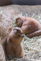 プレーリードッグ