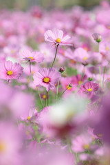 Obraz premium 咲き誇るコスモス