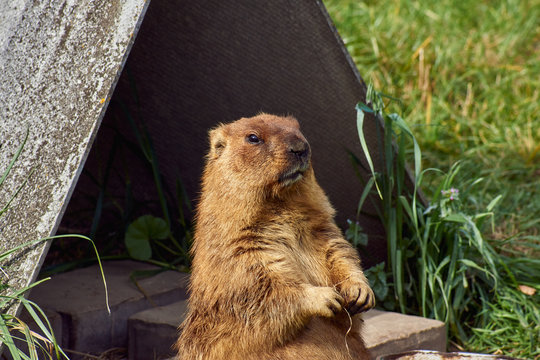 Ginger Bobak marmot stands on its hind legs. Close-up