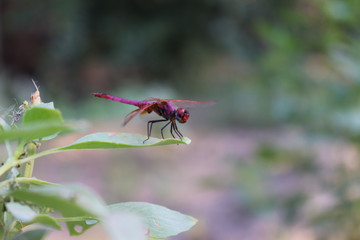 Red Dragonfly on green leaf of plant in garden small insect