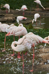 Pink flamingos stand in water on a background of green grass