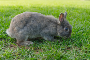 A gray rabbit plucks green grass on the lawn in the park