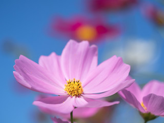 Obraz premium コスモスの花