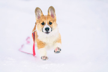 cute ginger puppy dog Corgi runs on white snow in Park winter on stroll funny raising hoisted