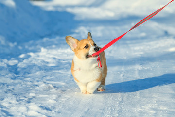 cute ginger puppy dog Corgi walks on white snow on road in Park winter and pulling ceasing teeth