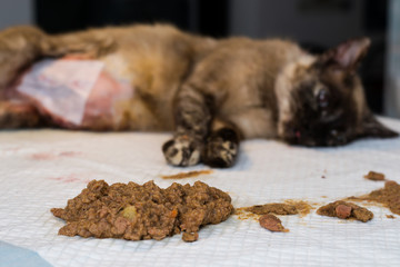 this is the reason why your cat should not eat anything before the surgery