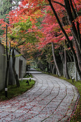 京都　紅葉