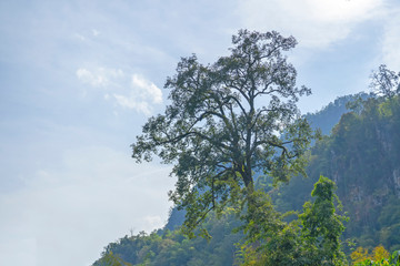 Tropical forest trees and mountain natural landscape