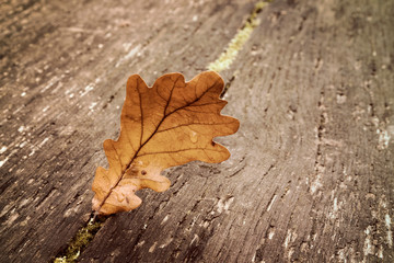  Brown oak leaf on a wooden bench