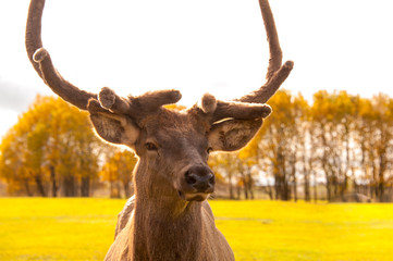 Deer free standing on green grass on the field looking right in eco park in autumn in Russia with sun behind. Concepts: eco, wildlife, animal, deer