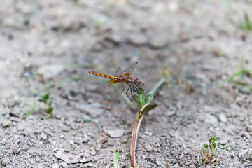close up dragonfly on plant wood insect wildlife