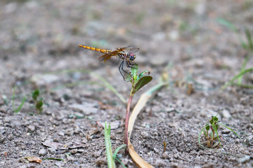 close up dragonfly on plant wood insect wildlife
