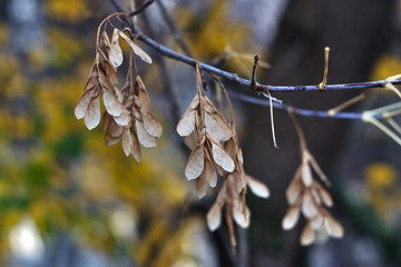 maple seeds on a bare branch