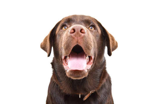 Portrait of adorable curious Labrador puppy, closeup, isolated on a white background