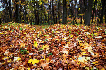 Fallen autumn leaves in an old park