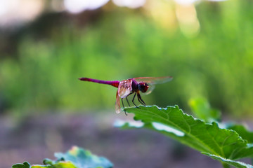 Red Dragonfly on green leaf of plant in garden small insect
