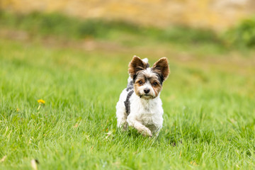 yorkshire terrier outdoor in a park