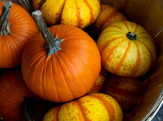 Pumpkins in the Fall season