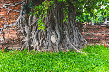 Buddha's head lost in the branches of trees. Ayutthaya, Thailand.