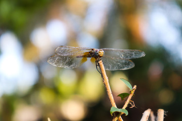 close up dragonfly on plant wood insect wildlife