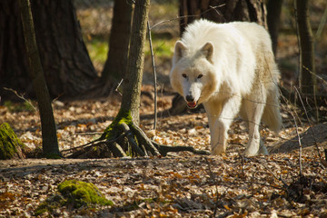 Obraz premium Polarwolf oder Weißwolf (Canis lupus arctos)