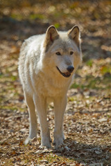 Polarwolf oder Weißwolf (Canis lupus arctos)