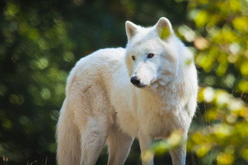 Polarwolf oder Weißwolf (Canis lupus arctos)