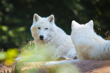 Naklejka na ściany i meble Polarwolf oder Weißwolf (Canis lupus arctos)