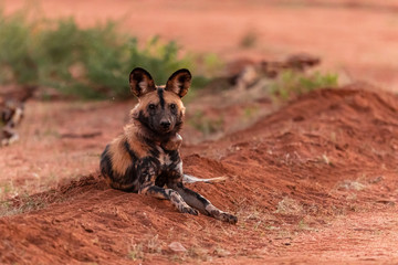 Afrikanischer Wildhund (Lycaon pictus) in Namibia
