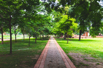 Path in a green park in summer.