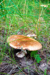 Inedible mushroom in woods