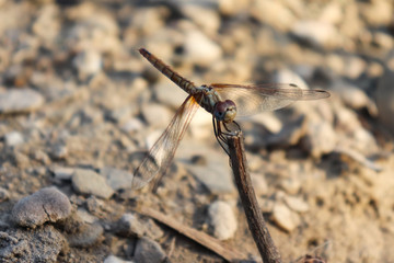 dragonfly on plant wood insect wildlife