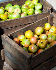 Ecological untreated apples lie in a wooden box.