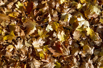 Autumn leaves