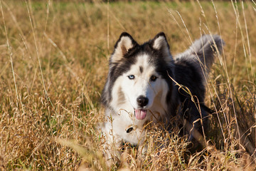 Husky als Haustier