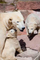 Eisb&auml;r (Ursus maritimus) mit Jungen im Zoo, Eisb&auml;rfamilie