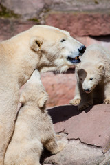 Eisbär (Ursus maritimus) mit Jungen im Zoo, Eisbärfamilie