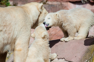 Fototapeta na wymiar Eisbär (Ursus maritimus) mit Jungen im Zoo, Eisbärfamilie