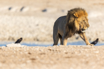 Löwe (Panthera leo)