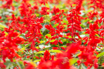 Red salvia flowers and green leaves Background