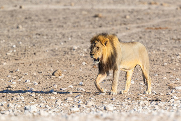 Männlicher Löwe (Panthera leo) im Etosha Park, Namibia