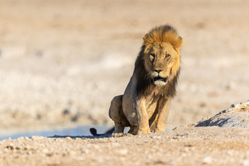 Männlicher Löwe (Panthera leo) im Etosha Park, Namibia
